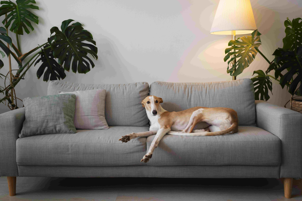 Pet-Friendly Interior Design Ideas